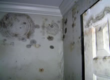Mould Removal